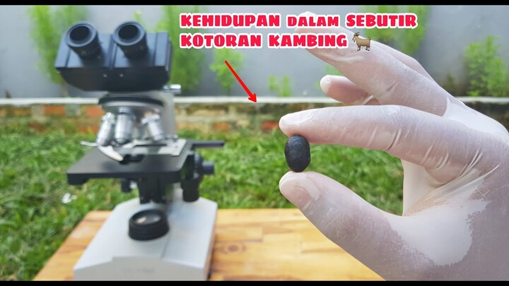 ZOOM 1000X: KEHIDUPAN DALAM SEBUTIR KOTORAN KAMBING