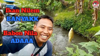 Mancing di Selokan Ini Banyak Ikan Nilemnya, Bonusnya Babon Nila Merah