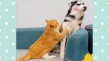 Household pets! 😺 Compilation of funny videos with CATS and DOGS for a good mood!