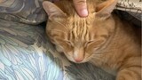 Mengelus Tidur Kucing Oranye