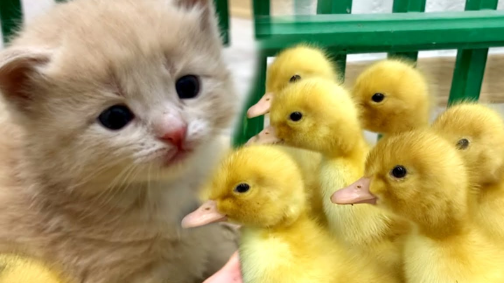 Anak Kucing Pertama Kali Bertemu Anak Bebek
