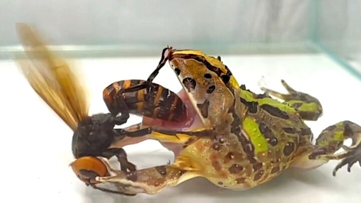 [Animals]Bullfrog vs. Bumblebee