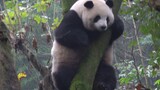 【大熊猫梅兰】宝宝挂树上生胖气，奶爸叫她她也不理。