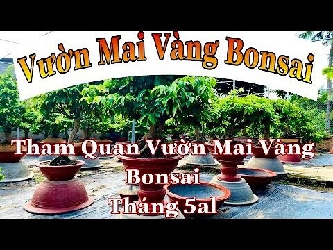 cách chăm sóc mai vàng trên chậu | kỷ thuật nuôi mai vàng trên chậu | chăm sóc mai bonsai