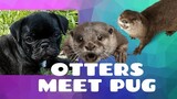 Full Story OTTERS Meet PUG puppy #otters