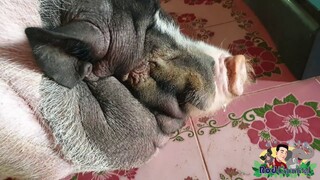 🐖น้องรวยอแอบเข้าในบ้านทำหลายข้าวของ😳😩😡