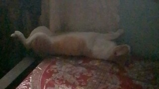 ang sarap tulog ni meow meow meow