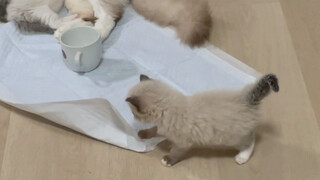 Anak Kucing Ragdoll