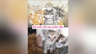 Gà mái sẽ ấp bất cứ con gì được đưa vào ổ của nó 😄 mèo cute cat