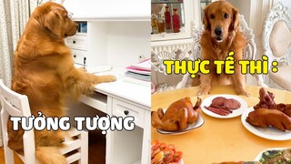 GIa Đình Lốp | Kỳ Nghỉ Dịch Của LỐP Trong Mơ và THỰC TẾ ~ 🤣 Gâu Đần Official