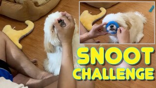 Cute Shih Tzu Puppy Doing The Snoot Challenge After Watching The Video