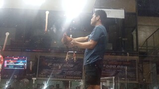 2nd fight (champ) MONEYMAKER GOLD