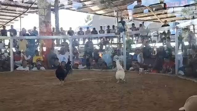 2x winner mukha tagalog na puti