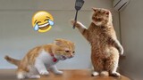Angry Cats That Hate Everything - Funny Animal Videos