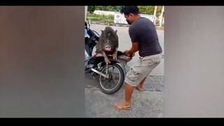 meme Cực hài hước đó là pha này này