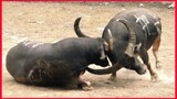 Intense Bullfighting Compilation You've Never Seen.