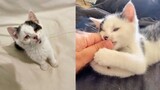 Woman Finds A Freezing Kitten on the side of the road - Rescue Cats