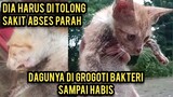 Astagfirullah Anak Kucing Sakit Abses Parah Sampai Kurus Kering..!