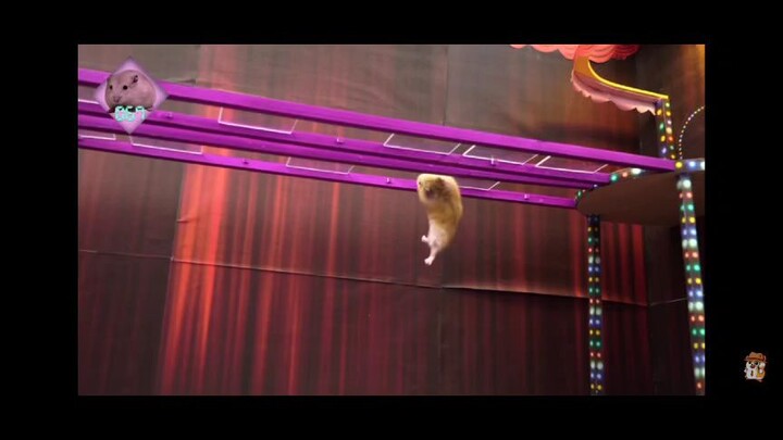 Hamster play squid game, gemesinn