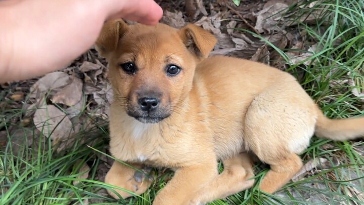 Peralihan aneh untuk perbaikan anjing