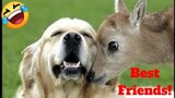 💥Funniest Unlikely Animal Friendships Weekly😂🙃 of 2019 | Funny Animal Videos👌