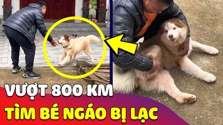 Hành trình 'ĐẦY CẢM ĐỘNG' vượt 800 Km tìm lại chú 'NGÁO HUSKY' bị thất lạc 🥰 Gâu Đần