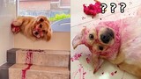 Dogs Eat Dragon Fruit - Dog Fake Death And Funny Cat Reaction