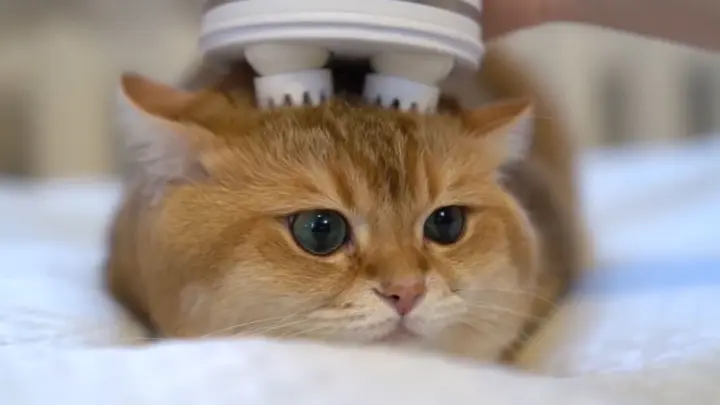 Animal|Give Your Cat a Massage