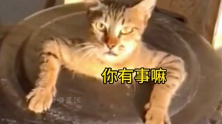 猫：啥身份啊跟我拉拉扯扯