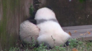 Naughty baby pandas playing