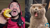 🐱 Cat Reaction Videos - Funny & Crazy Cats| Aww Pets
