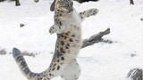 Leopard Jumping Like Thunder [World Snow Leopard Day. Special Clip]