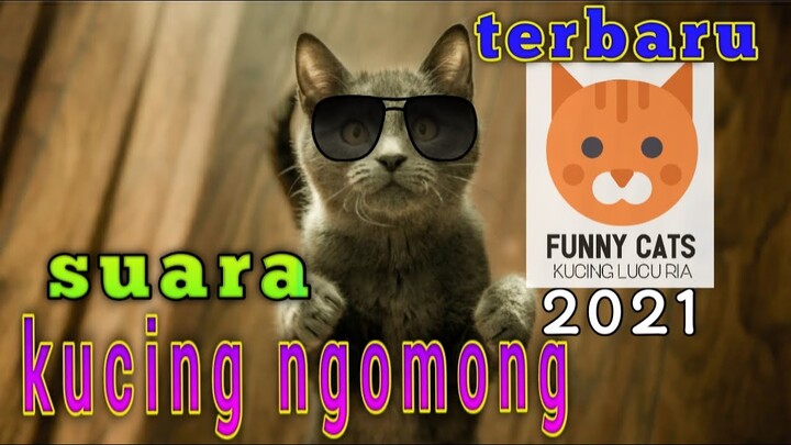Kumpulan suara kucing ngomong lucu 2021