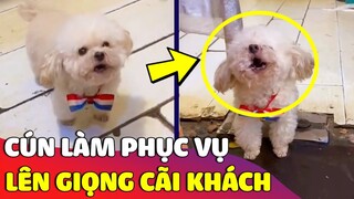 Thái độ 'LỒI LÕM' của bé Poodle khi làm phục vụ lại 'CÃI TAY ĐÔI' với khách 😅 Gâu Đần