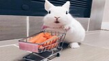 วิดีโอกระต่ายกระต่ายน้อยตลกและน่ารัก - การรวบรวมวิดีโอสัตว์ทารก 3 (2020)