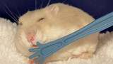 [Animal] [Hamster] Petting the Sleeping Hamster