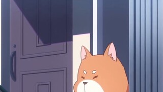 But why is the dog so big?