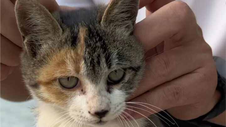 Saya mengadopsi seekor kucing kecil liar, namun di luar dugaan ia menjadi pengikut kecil Saudara Gan