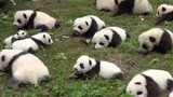 It's True. Pandas are Everywhere in Sichuan!