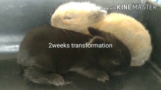 Signs of Rabbit Giving birth and Kits 2 weeks Transformation