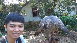 [Tuấn Hùng]- Đại bàng núi của Tôi. Moutain hawk eagle.