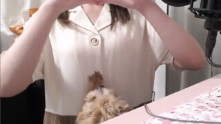 [Công chúa mèo Amber]Màn hình tủ quần áo lớn (