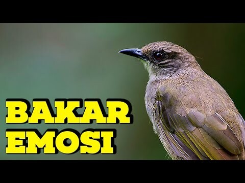 DAHSYATT !! Kapas Tembak Gacor Full Tembakan Besetan MEWAH Cocok Buat Masteran Paling di INCAR JURI