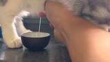 Sudahkah Anda belajar cara memeras susu kucing?