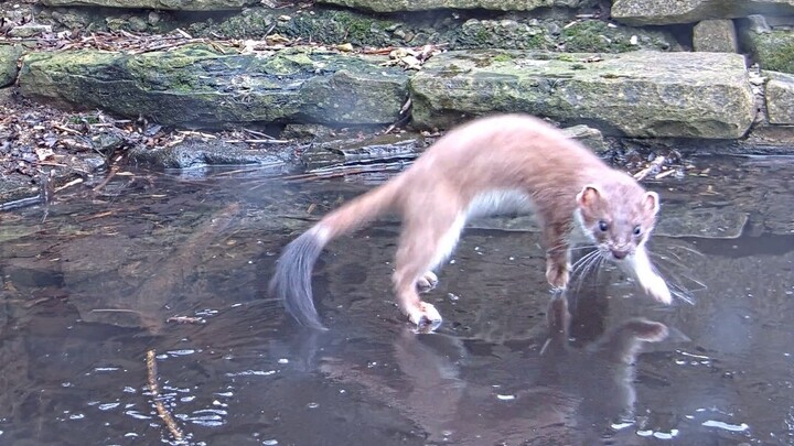 Stoat Skates across Icy Pond  | Stoat & Weasel Highlights