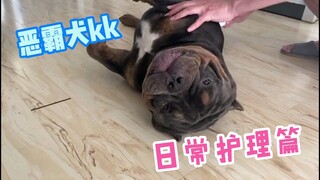 你们的小猪恶霸犬kk开始换毛了，还好之前准备了小刷子！效果显著