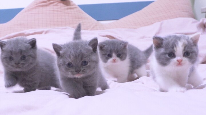 【British Shorthair】The Cuttest Kitten Running Towards You!