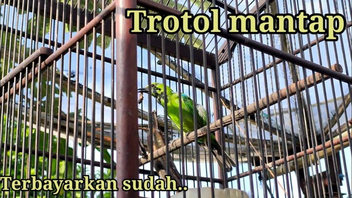 Burung hasil pikatan bahan bisa cepat segacor ini || trotol jahat cak tompel.
