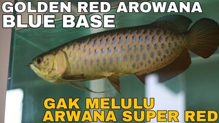 GAK MELULU ARWANA SUPER RED INI GOLDEN RED AROWANA BLUE BASE JUGA ISTIMEWA