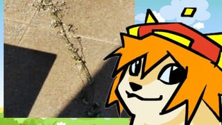 [Hongfeng/Live Slice] Hongfeng mengajarkan Anda cara membuat animasi. Percakapan antara Hongfeng dan